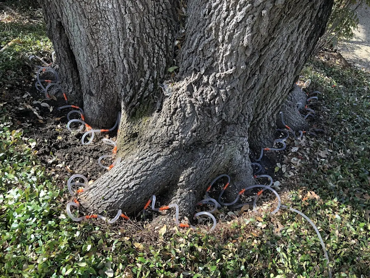 Detailed Tree Cabling and Bracing job site in Rainbow