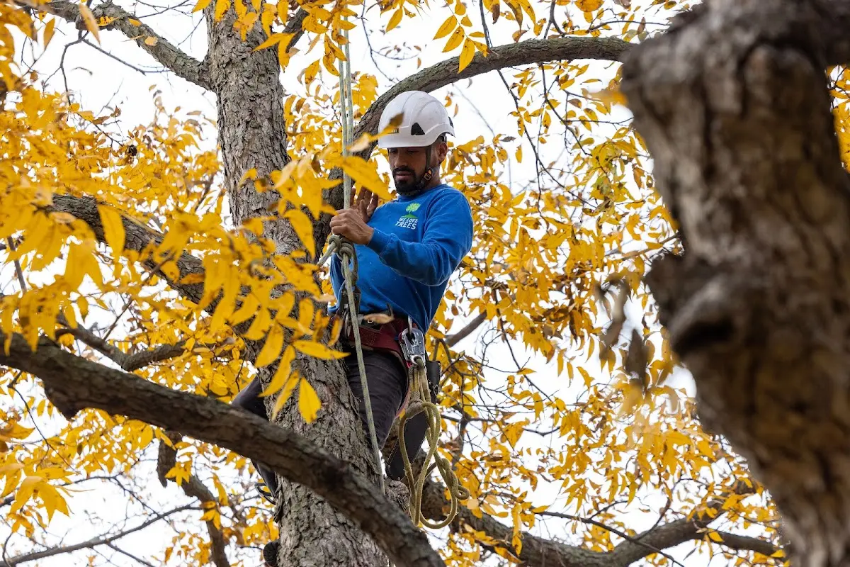 Skilled Tree Transplanting crew working in Rainbow